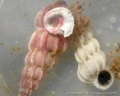 epitonium_clathrus-chsc-img_01