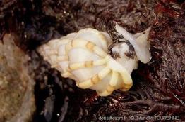 epitonium_clathrus-muto-img_02