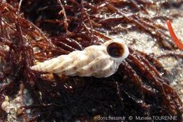 epitonium_clathrus-muto-img_03