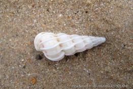 epitonium_clathrus-muto-img_04