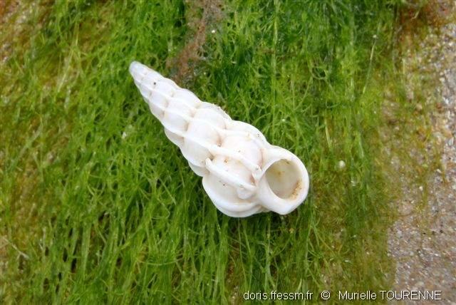 epitonium_clathrus-muto-img_05