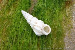epitonium_clathrus-muto-img_05