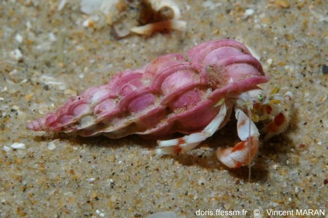 epitonium_clathrus-vima-img_01