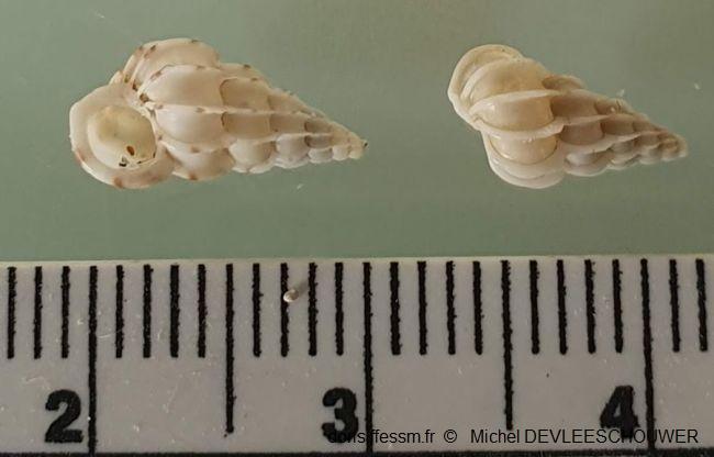 Epitonium_clathrus_md_01