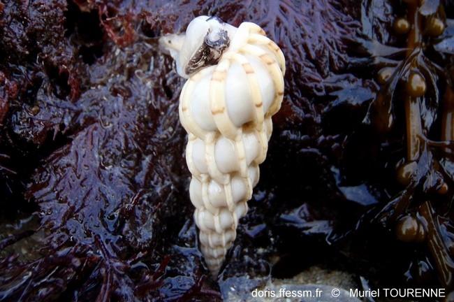 epitonium_clathrus_muto-img_01