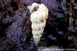 epitonium_clathrus_muto-img_01