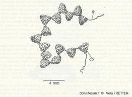 Epitonium_clathrus_ponte_vefr-img_01