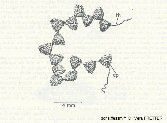 Epitonium_clathrus_ponte_vf_01