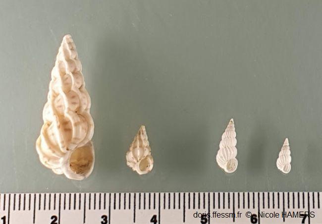 Epitonium_clathrus_vs_clathratulum_nh_01