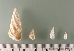 Epitonium_clathrus_vs_clathratulum_nh_01