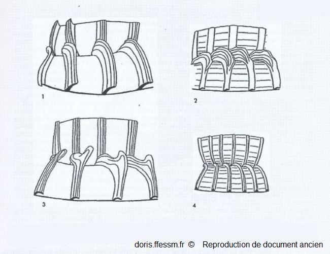 Epitonium_sutures_vfag_01