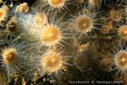 epizoanthus_couchii(1)