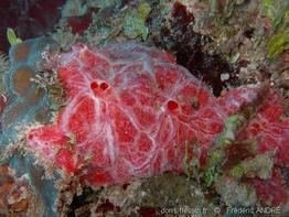 monanchora_arbuscula_fa1