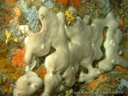 chondrosia_reniformis-fa9