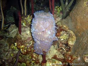 Callyspongia_plicifera-1