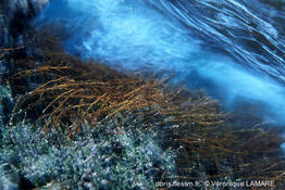 ericaria_amentacea-vl2