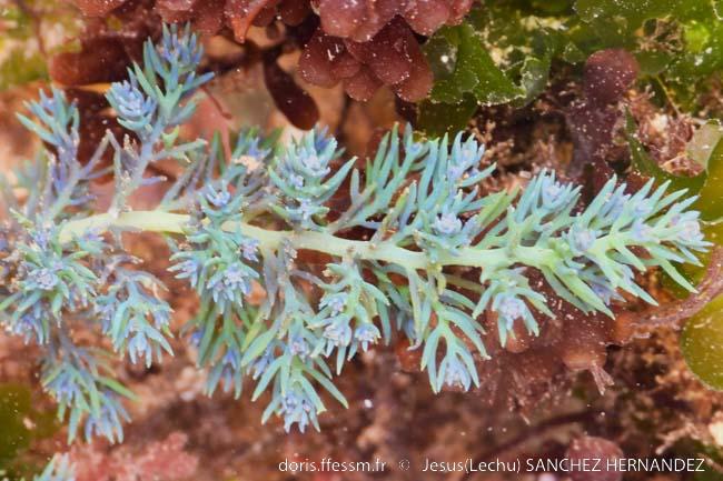 ericaria_selaginoides-jsh1