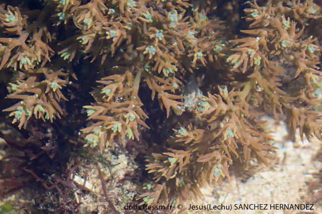ericaria_selaginoides-jsh2