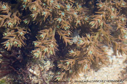 ericaria_selaginoides-jsh2