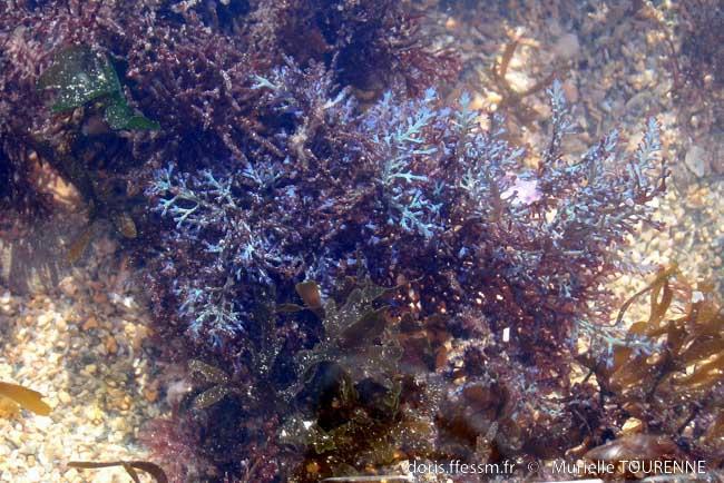 ericaria_selaginoides-mt1