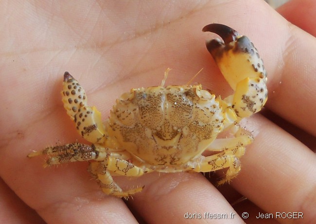 Crabe cagneux