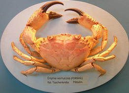 eriphia_verrucosa-fran-img_05