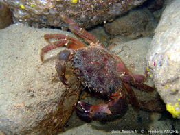 eriphia_verrucosa-fran-img_1b