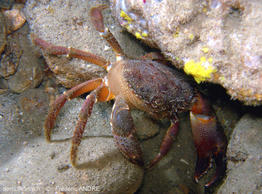 eriphia_verrucosa-fran-img_2c