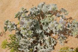 eryngium_maritimum-vl1