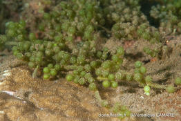 caulerpa_racemosa-vl7