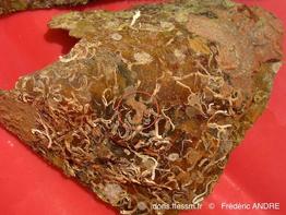 escharoides_mamillata-fa102