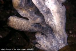 diplosoma_spongiforme-vl4