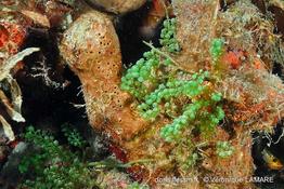 caulerpa_racemosa-vl6