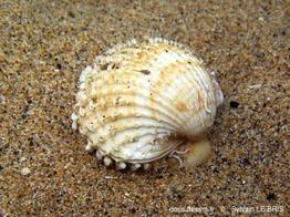 acanthocardia_deshayesii-slb170