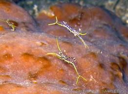 urocaridella_sp-slb1