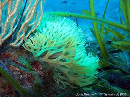sebdenia_dichotoma-slb1