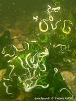ficopomatus_enigmaticus-fa23