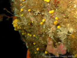 haliclona_mucosa_fa1a