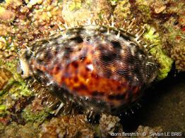 cypraea_pantherina-slb1