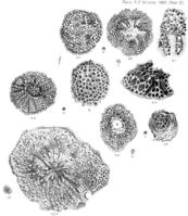 lichenopora_spp._MacGillivray-1895