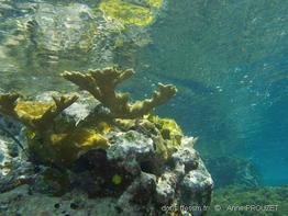 acropora_palmata_ap3
