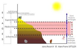 estran_glossaire-apsittler01