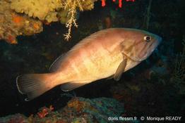 epinephelus_caninus-mr5