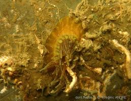 anthopleura_ballii-fa8b