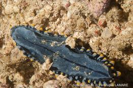 phyllidia_carlsonhoffi-vl4
