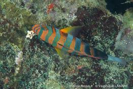 choerodon_fasciatus_vl3