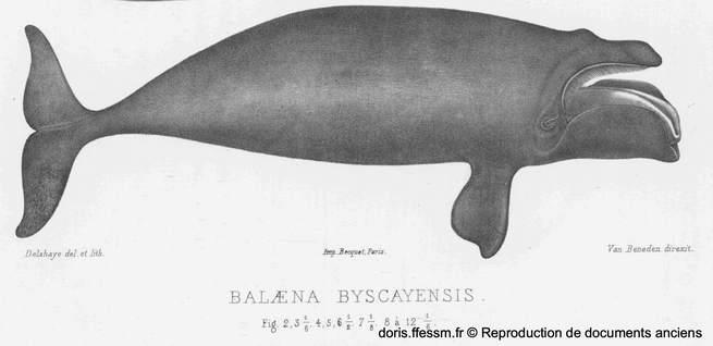 eubalaena_glacialis-docancien01