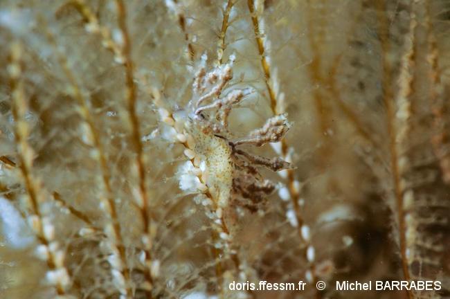 Eubranchus_prieto-mb1