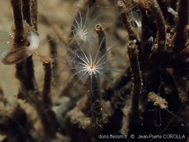 Euchone limnicole