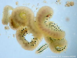Eulalia_tripunctata-fran11